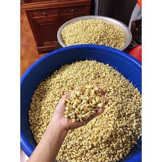 Mầm Đậu Nành (Tự làm)150k