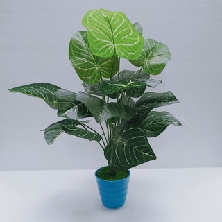 Cây trầu bà tía, cây thiên thanh vàng, cây ngọc ngân, cây lá rùa, 18 lá, kích thước 60cm