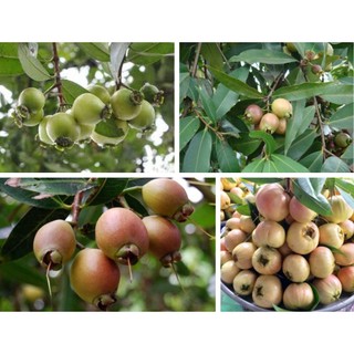 Cây giống mận roi lý
