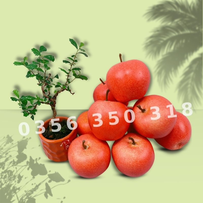 Trái Táo Tròn Giả  mô hình Việt Nam công nghệ Thái Lan GIỐNG THẬT 99%- Dùng trang trí nhà, hàng quán