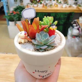 COMBO 3 sen đá MIX CHẬU ĐẸP để bàn