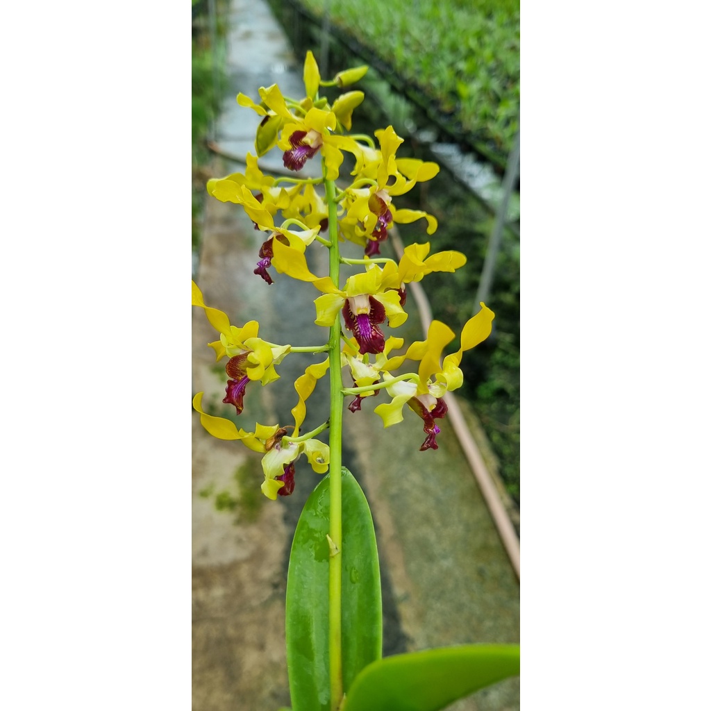 HOA LAN SING VÀNG ĐỎ