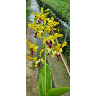 Hoa lan sing vàng đỏ