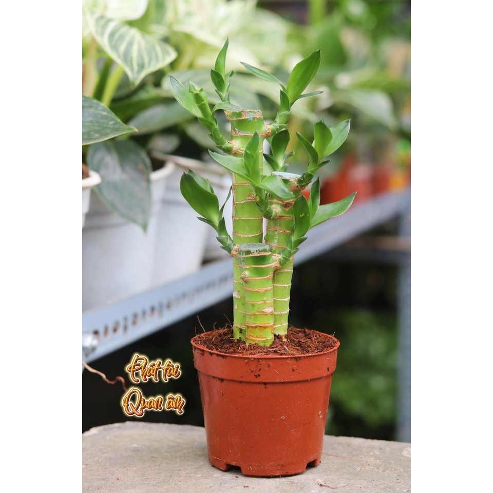 Cây phát tài MIX CHẬU để bàn