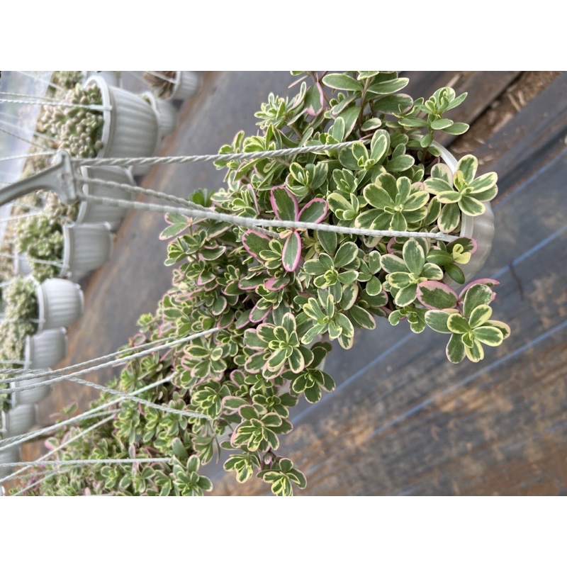 Hoa mười giờ Thái - chậu treo
