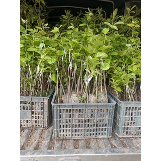 Cây hồng giòn Đà Lạt, cây ghép siêu sớm