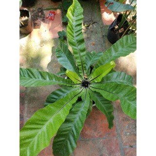 Cây tổ phụng Size đại
