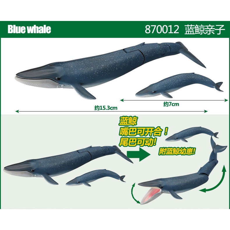 Mô hình cá voi xanh Ania AL-11 Blue Whale Takara Tomy
