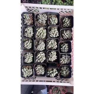 SEN ĐÁ CONOPHYTUM ĐỘC LẠ 80K