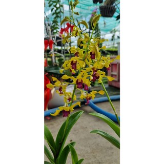 HOA LAN SING VÀNG ĐỎ