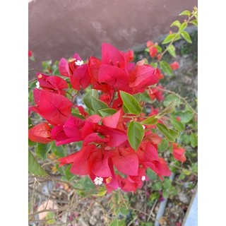 Hom giống hoa giấy Thái ( cây con chưa hoa)