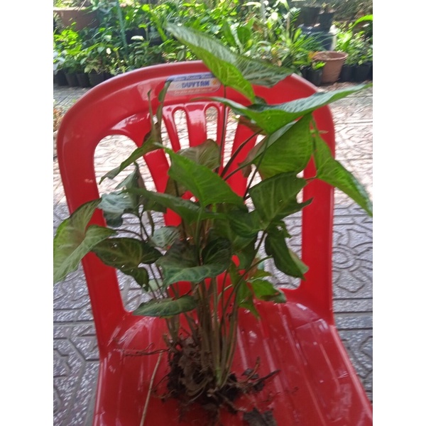 Cây tróc bạc, trầu bà trắng