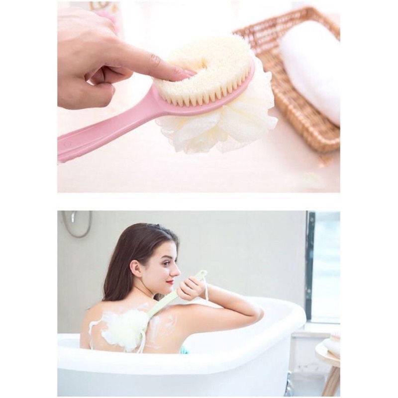 Cây cọ lưng hai đầu