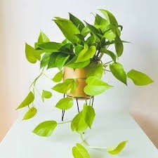 Trầu bà VÀNG MIX CHẬU để bàn