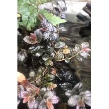Cây leo thằn lằn, dây leo tắc kè, dây leo mặt nước