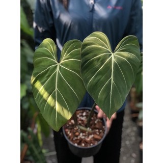 Sơ Dừa Cục trồng kiểng lá ( ĐÃ XỬ LÝ)