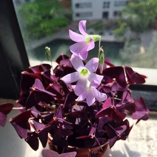 Củ giống hoa bươm đêm - 20 củ - hatgiongcaytronggiasi