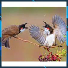 Cám chim chào mào thức ăn hằng ngày - Nhập Khẩu Đài - Gói 500 gram