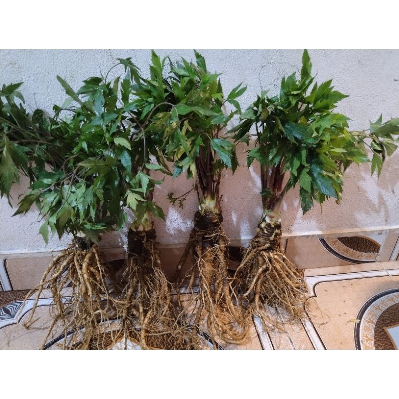 Sâm đương quy tươi loại đẹp Lai châu