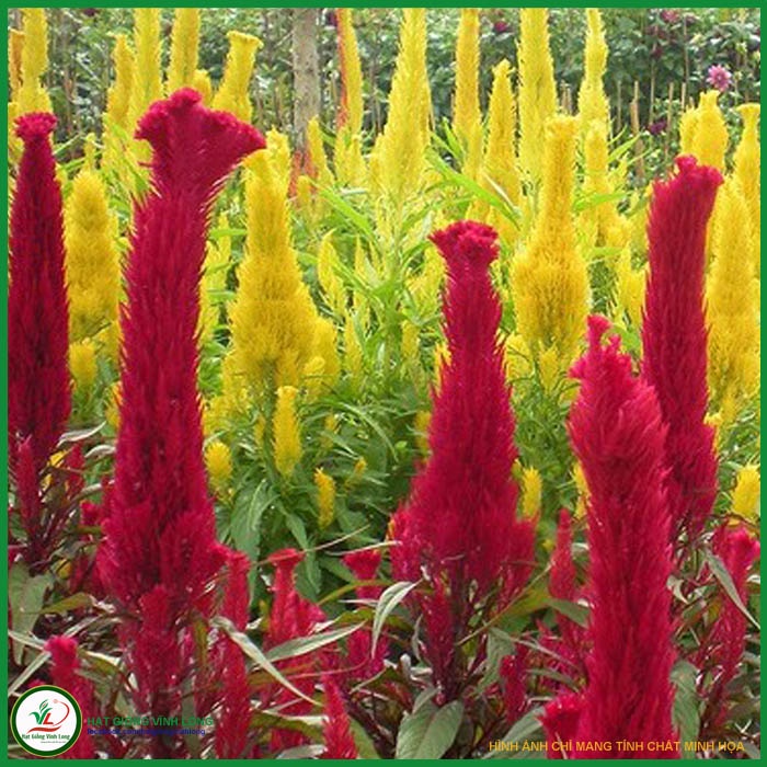 Hạt giống hoa Mào gà đuôi phụng vỹ đỏ (hạt tự thu) - 20 hạt