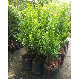 Cây lựu lùn Ấn Độ giống