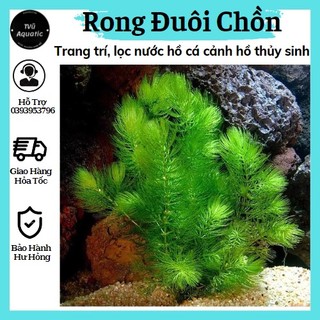 5 Nhánh rong đuôi chồn thủy sinh - Thức ăn cho tôm, tép cảnh.