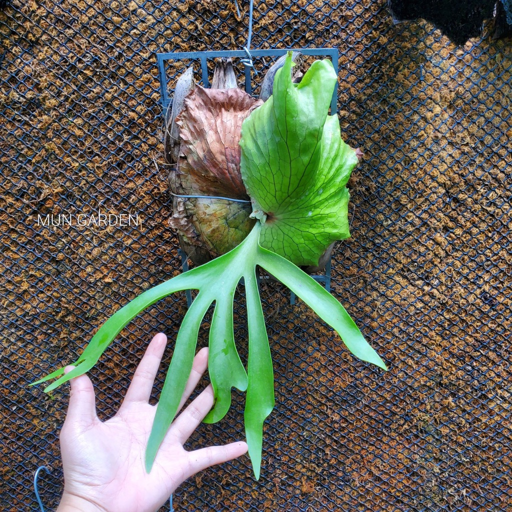 Ổ Rồng Coro (hỏa tốc)