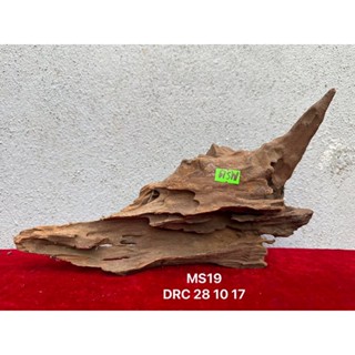 Gỗ lũa ĐÃ XỬ LÝ setup hồ bán cạn, Terrarium,....