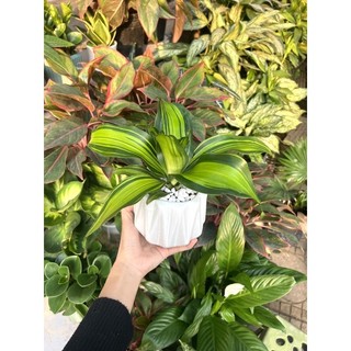 Thiết Mộc Lan mini để bàn