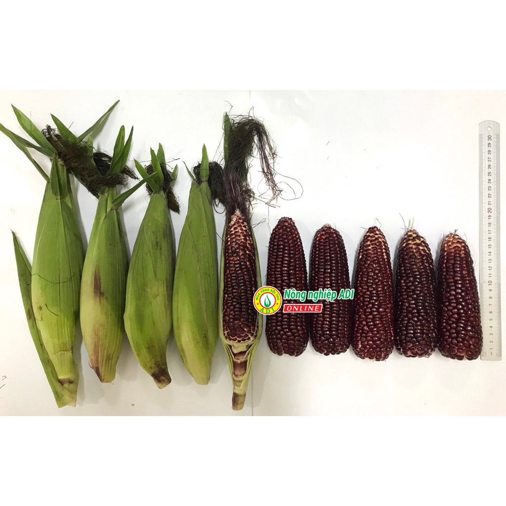 Hạt giống ngô trái cây Fruit Corn 141 gói 20g-Ăn tươi, không cần luộc, giòn, ngọt, chống oxy hoá...MUA VANG BOI THU ADI