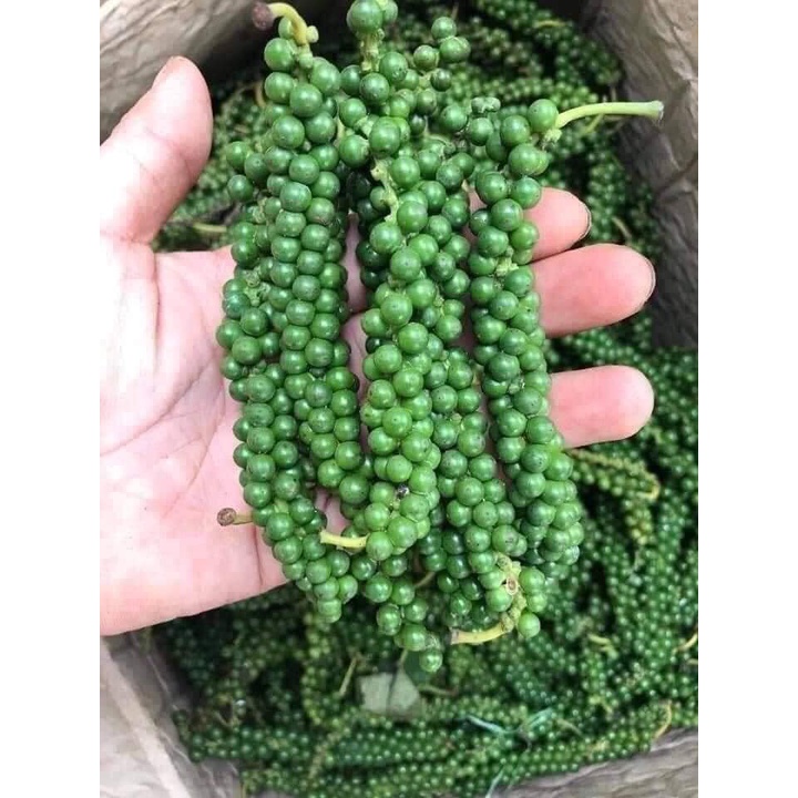 Set 3 bầu tiêu giống