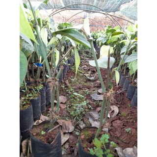 Set 3 bầu tiêu giống