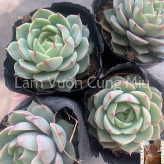 Sen Đá Vân Mai 🌤🌤🌤 Size Bầu