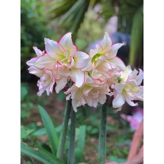 Củ hoa Lan huệ kép Harlequin( chuẩn màu)