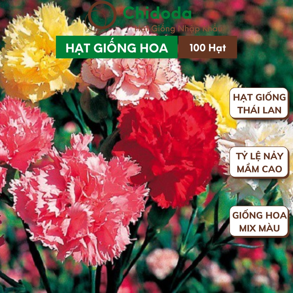 Hạt giống hoa cẩm chướng Chidoda nhiều màu cánh kép giống hoa Thái Lan gói 100 hạt dễ trồng