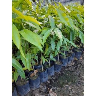 Cây giống trầm hương -gió bầu bán buôn bán sỉ