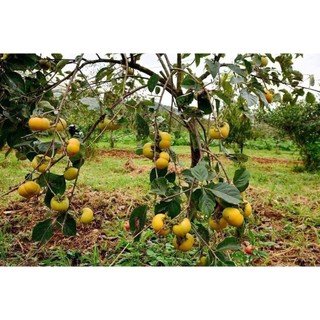 Cây hồng giòn không hạt giống