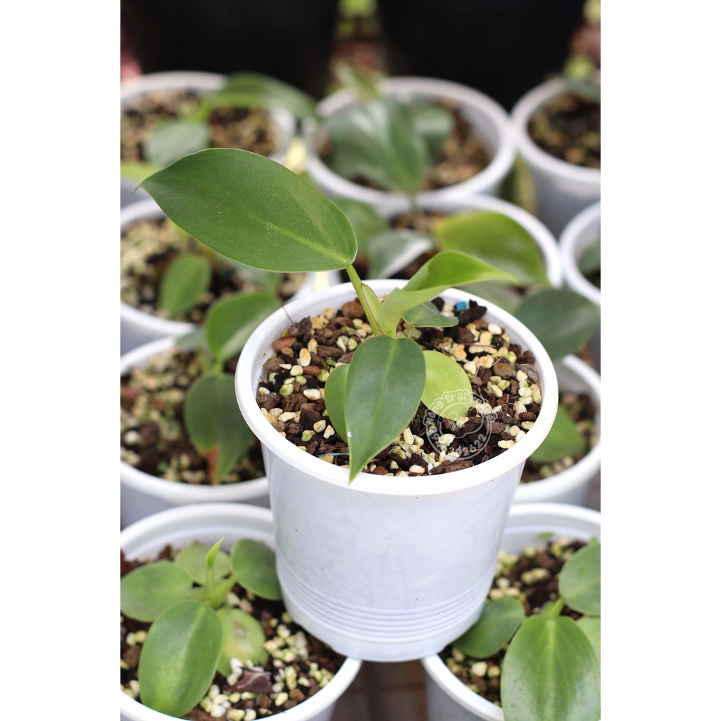 Philodendron White Knight / Kỵ Sĩ Trắng