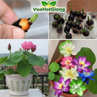 Hạt giống sen mini nhật nhiều màu, dễ trồng