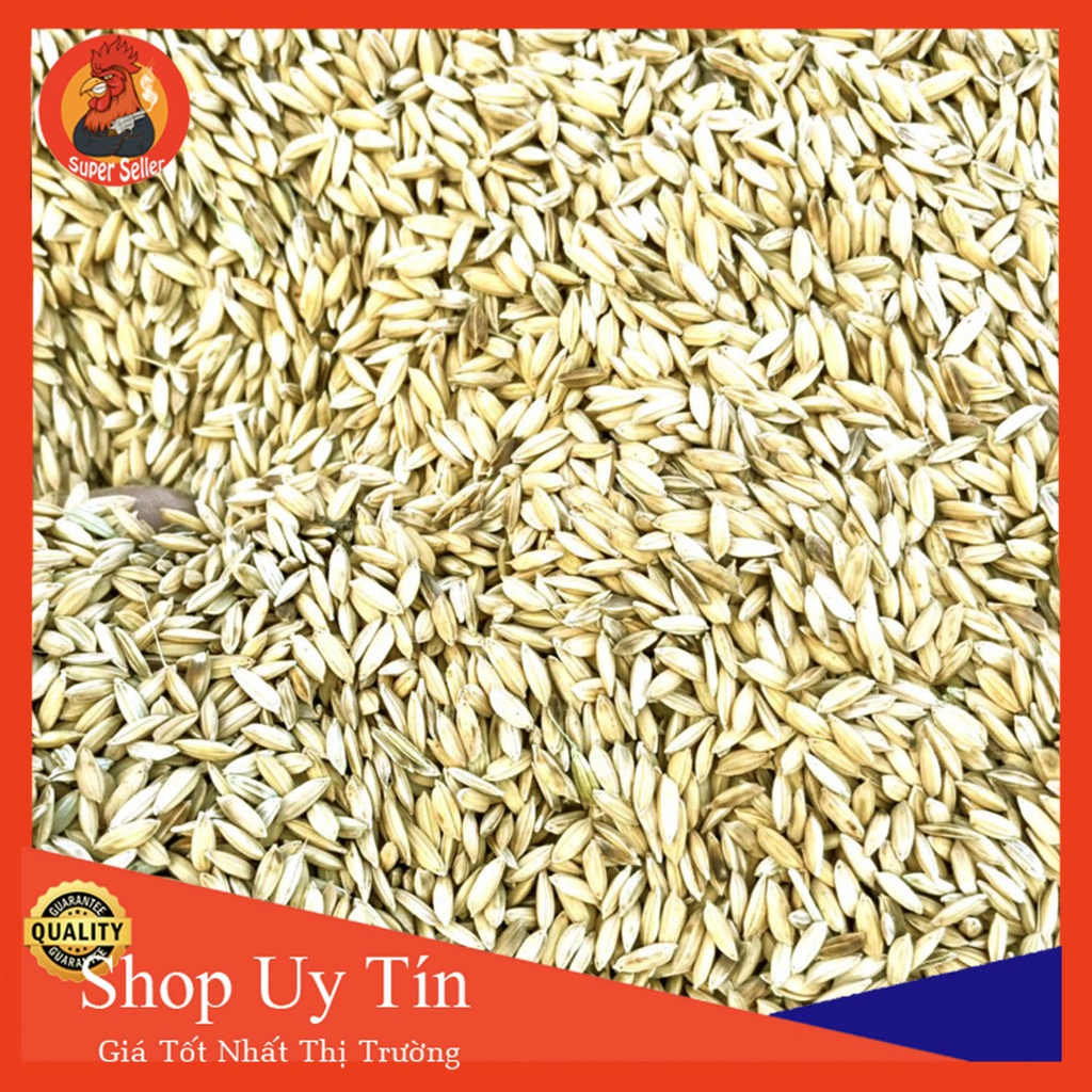 Lúa Hàm Trâu 2Kg Cho Gà Đá Chim Cảnh