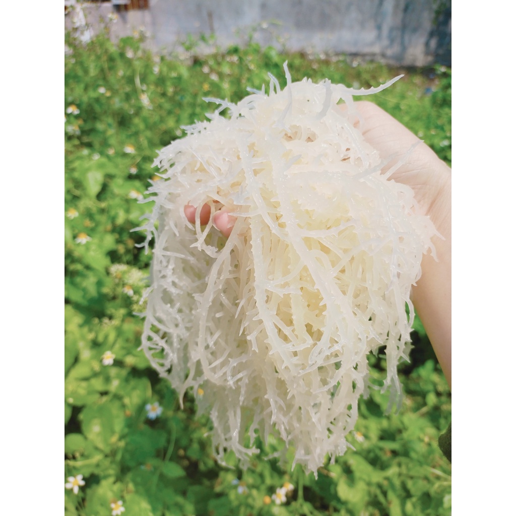 Rong sụn gai khô giàu dinh dưỡng 500 gr