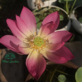 Củ sen mini, củ sen giống - siêu nụ dễ trồng