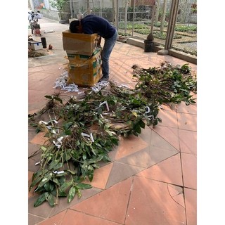 LAN KIỀU MỠ GÀ