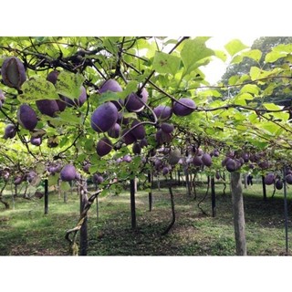 #Hạt_giống_Nho_Akebi ( tặng kích mầm )