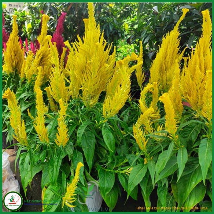 Hạt giống hoa Mào gà đuôi phụng vỹ vàng (hạt tự thu) - 20 hạt