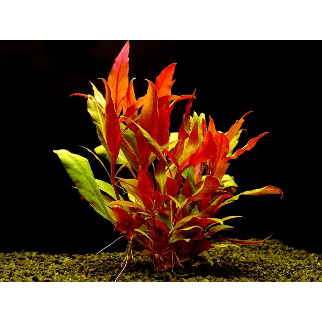 HUYẾT TÂM LAN 15 NHÁNH