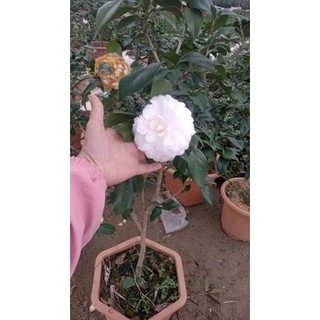 CÂY GIỐNG TRÀ MY ĐỦ MÀU (khách được chọn màu) BẦU BÁT