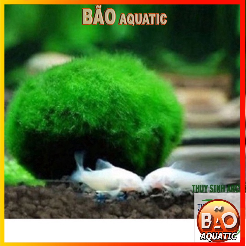 Tảo Cầu Marimo size 3/4cm Rêu thủy sinh đẹp