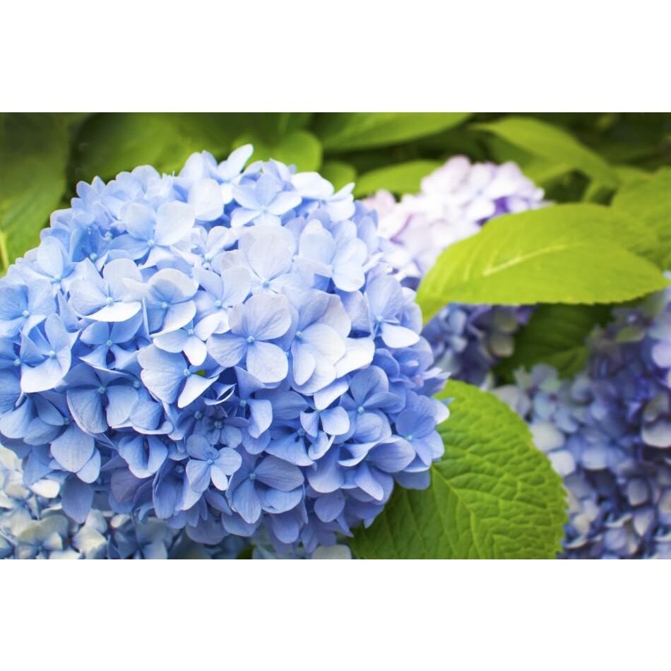 Sơn Xịt Màu Cho Hoa - Đổi Màu Hoa Nhiều Phong Cách - Đủ Màu Xanh, Hồng, Vàng - Phủ Hợp Sự Kiện, Quà Tặng HERIOS [MILOZA]