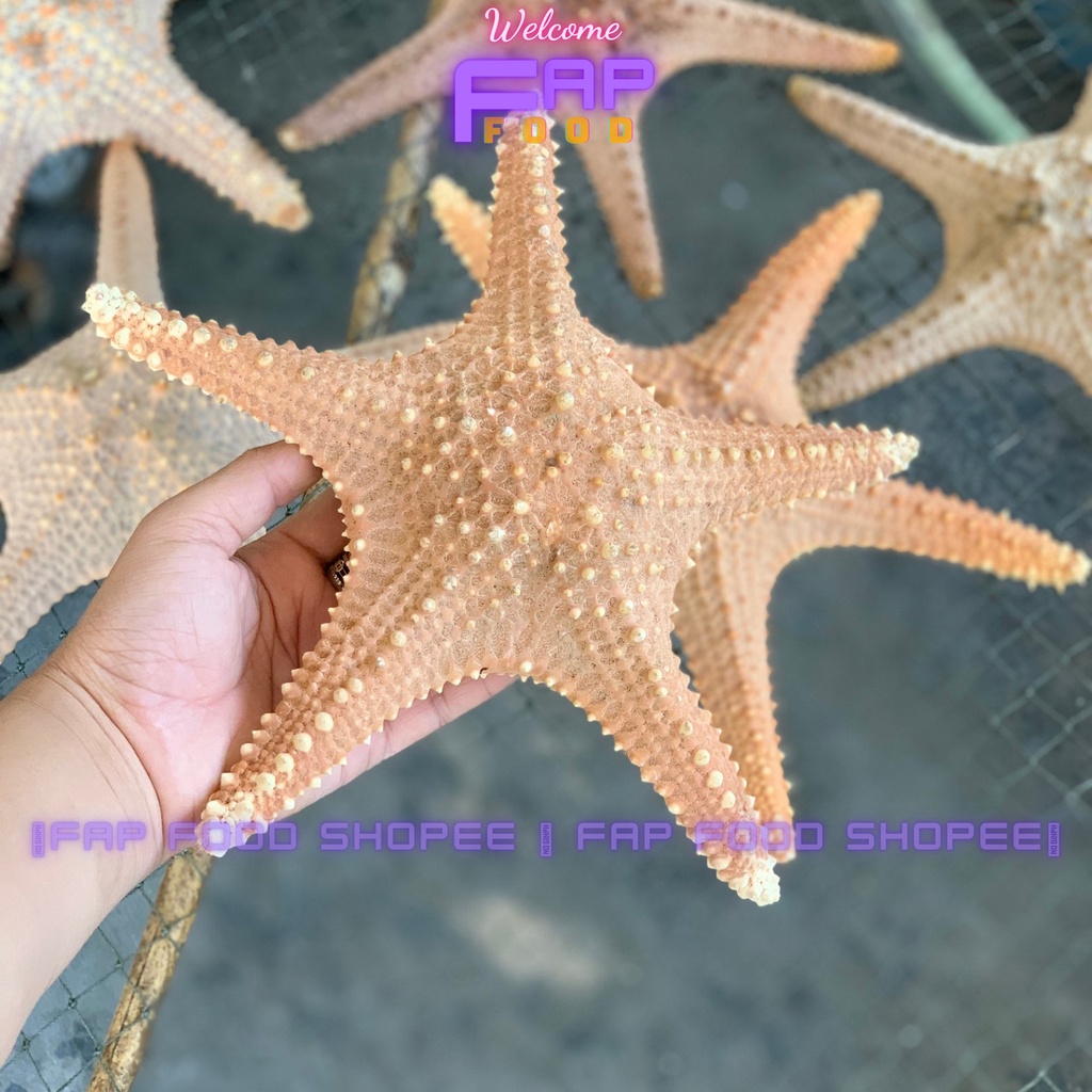 SAO BIỂN KHÔ HÀNG HIẾM TRANG TRÍ DECOR THỦY SINH TRANG TRÍ DECOR NHÀ CỬA FAPFOOD